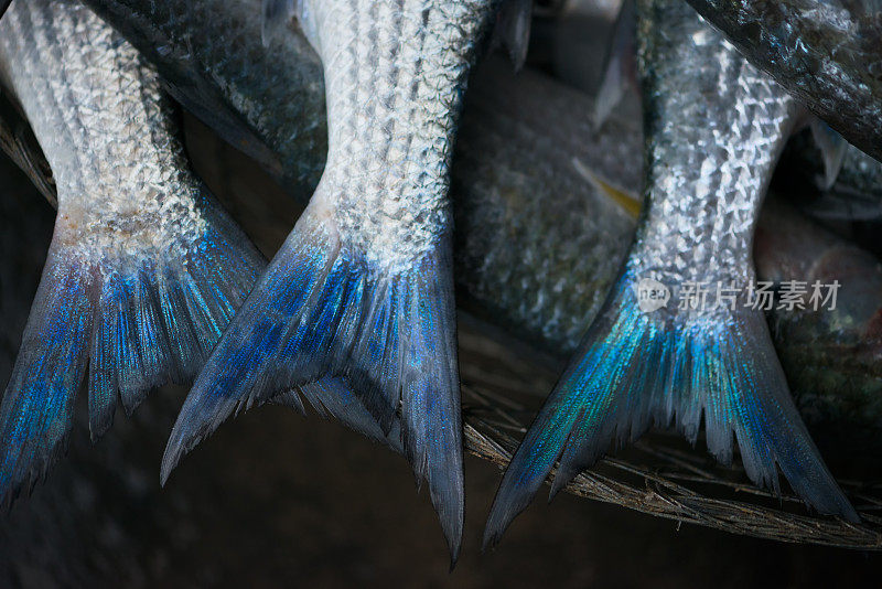 迪拜Deira鱼市场出售的蓝尾鱼