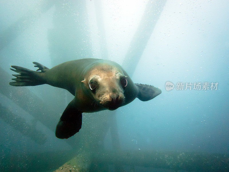 “海狮游泳