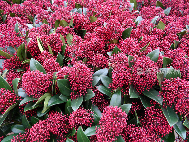 季节性红色小花，冬季，常绿灌木(风疹小花)