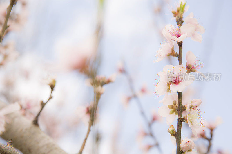大自然，花:桃树在春天开花。