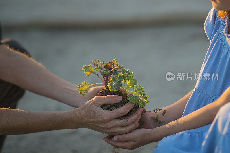 在花园里种植