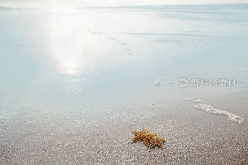 海滩上的一对海星