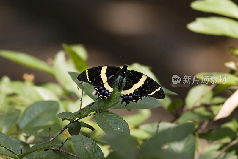 八角燕尾蝶休息