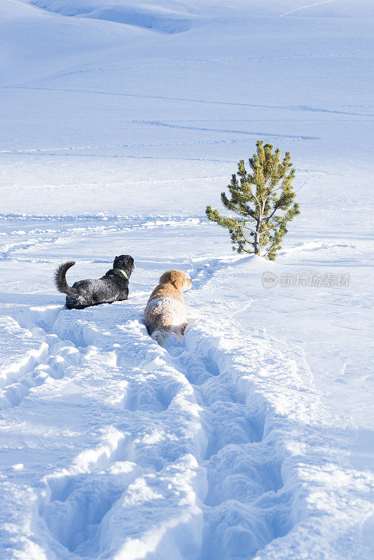 几只狗在厚厚的雪地上散步