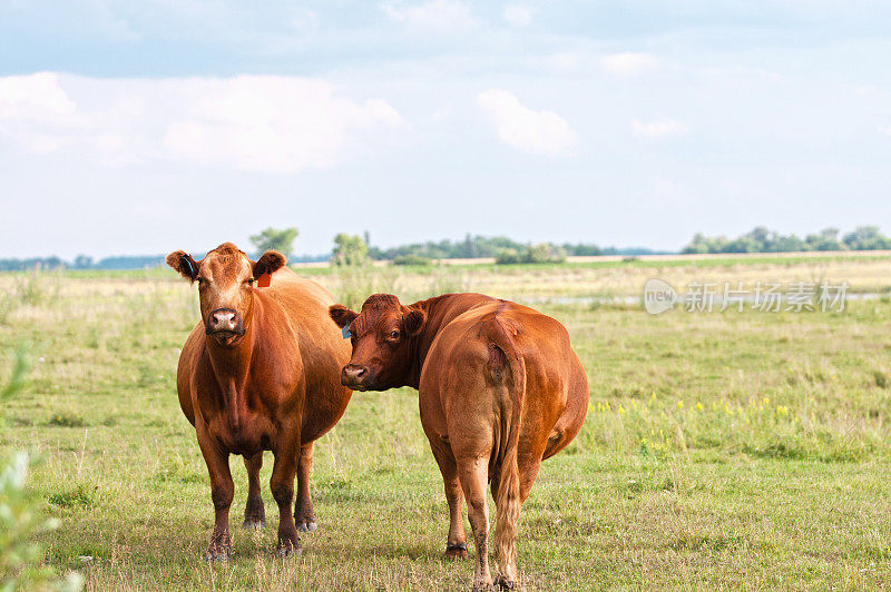 牧场里两头怀孕的红安格斯牛