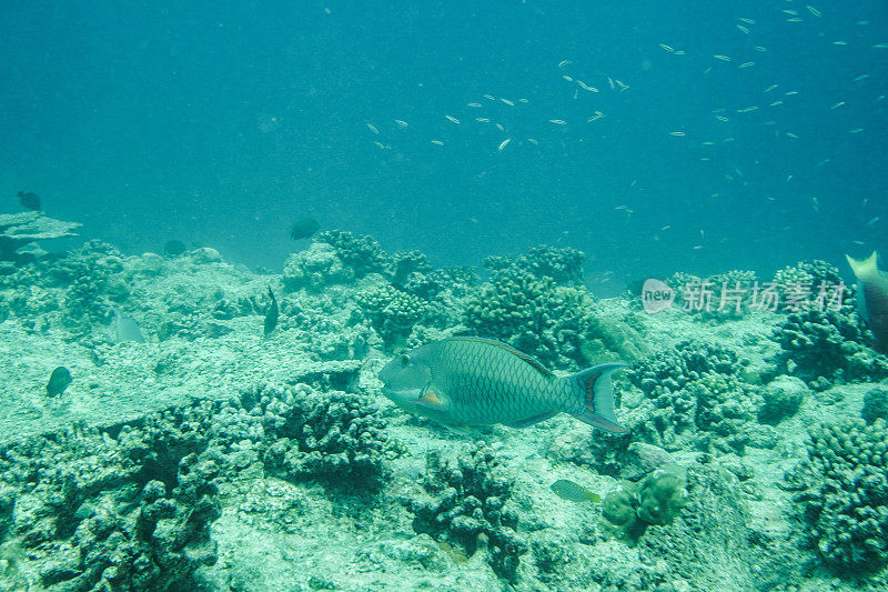 马尔代夫的水下世界