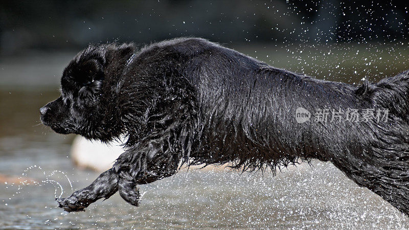 牧羊犬泼水