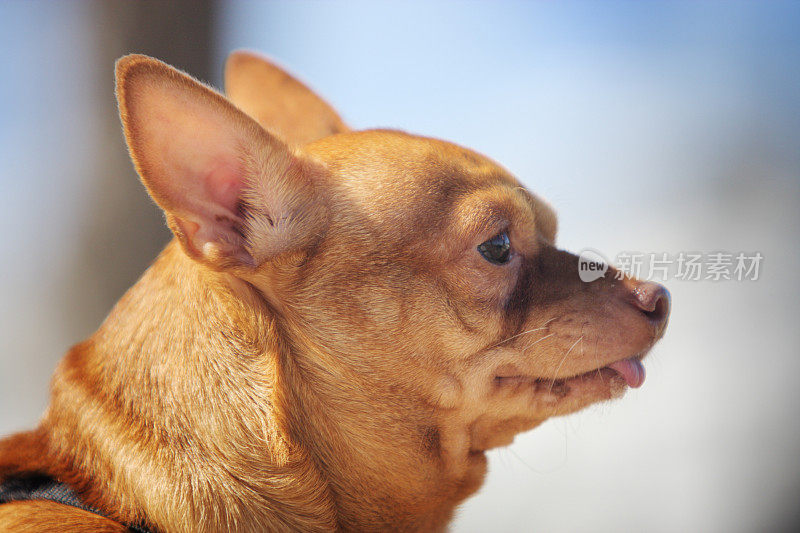 吉娃娃狗可爱的墨西哥犬种