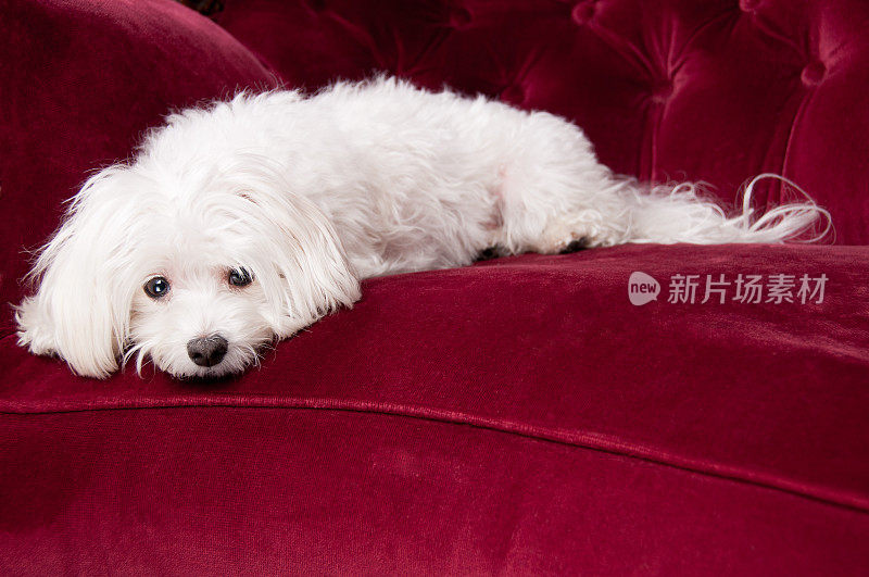 可爱的马耳他狗躺在红色的沙发上