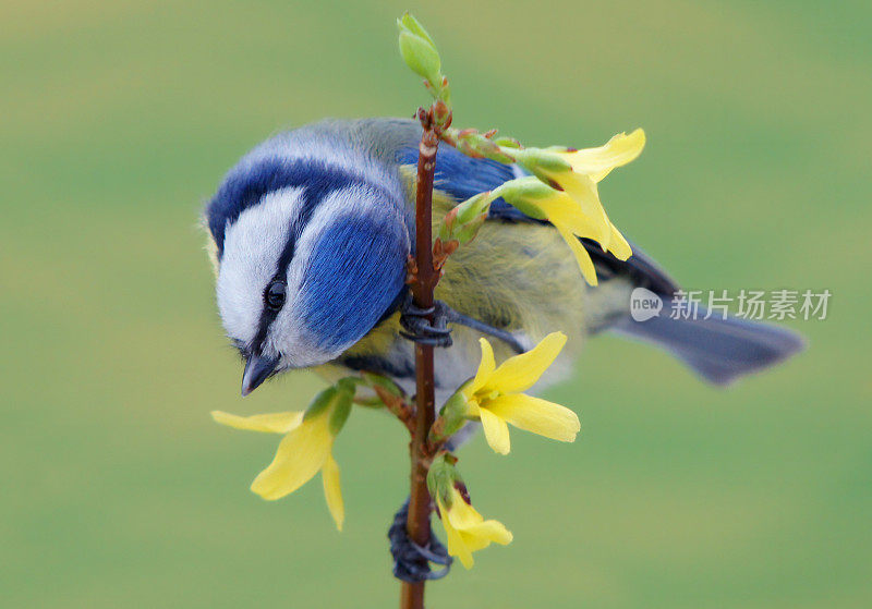 Bluetit对连翘