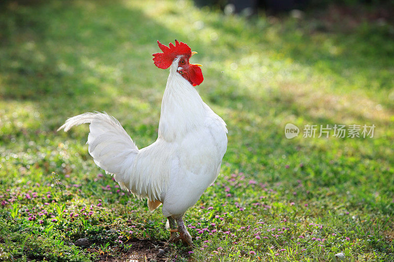 绿色花园中白色矮脚鸡啼叫