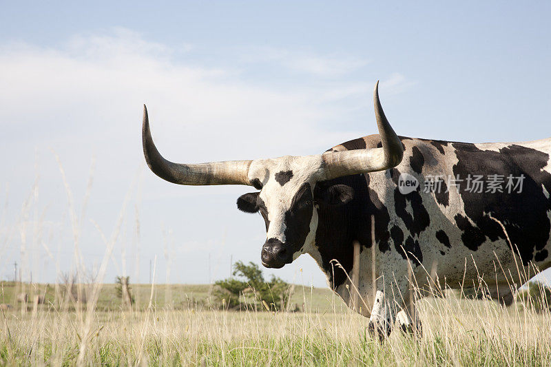 德州长角牛在野外