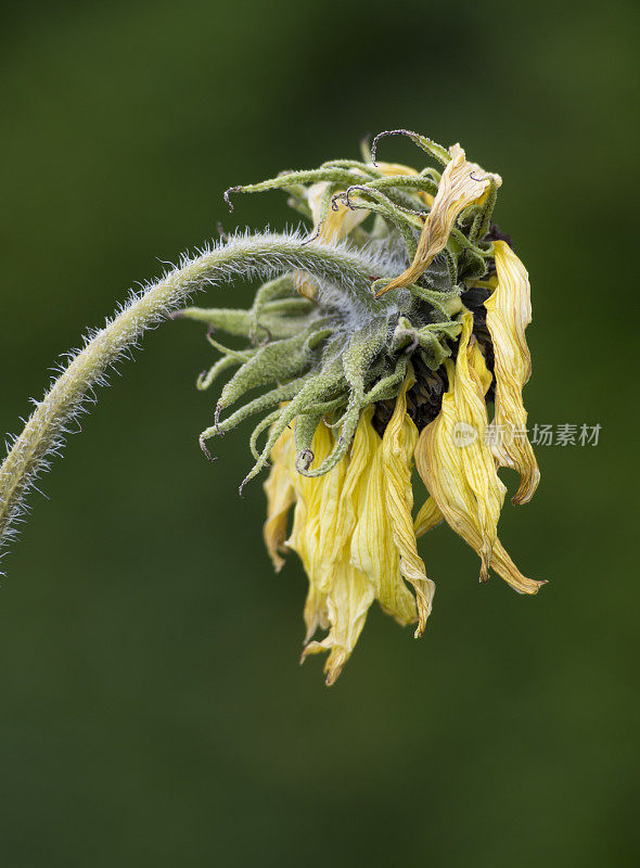 死向日葵(Helianthus)