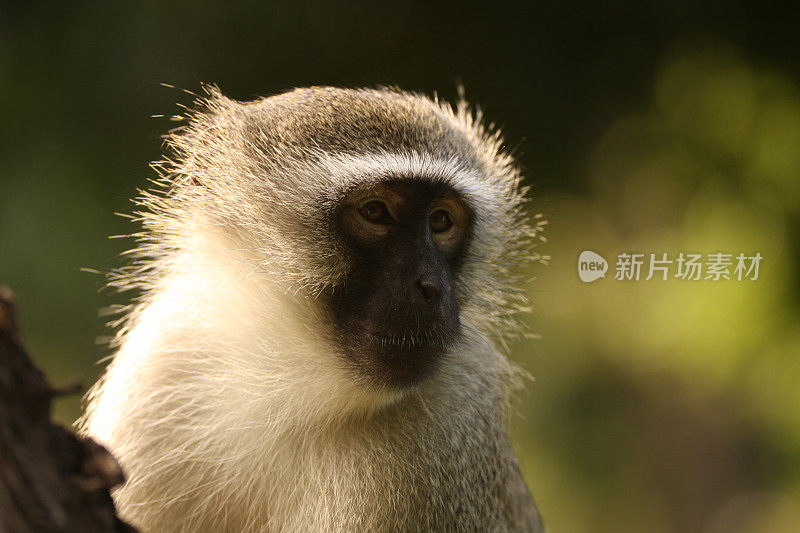 vervet猴