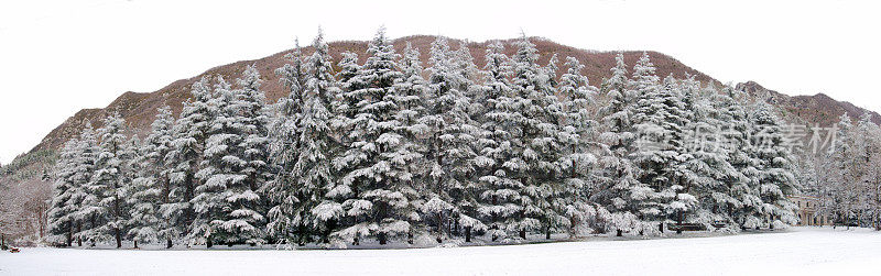 白雪上的冷杉全景