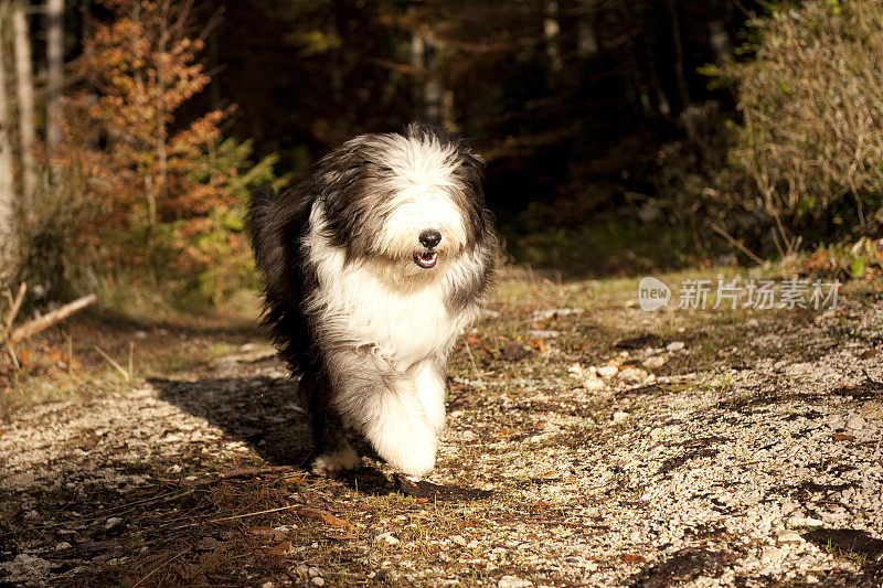 古代长须牧羊犬