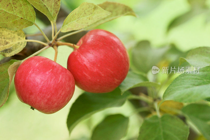 两个蜜脆苹果挂在树上。