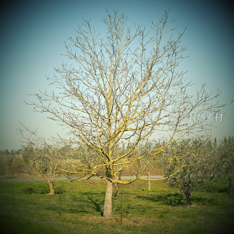 在阳光明媚的日子里，橄榄树之间的光秃秃的树