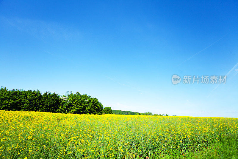 鲁尔格别特和春天的油菜田