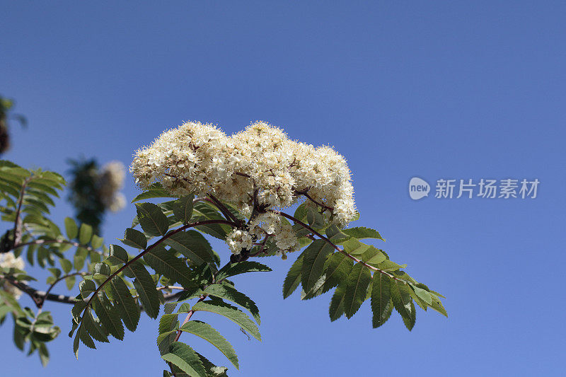 春花花蕾呈乳白色