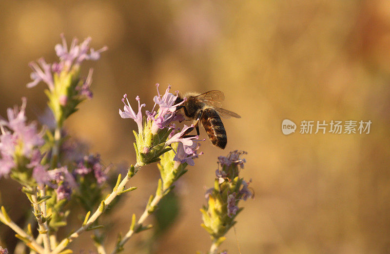 百里香花上的蜜蜂