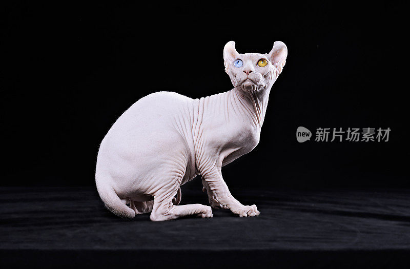 Sphynx猫