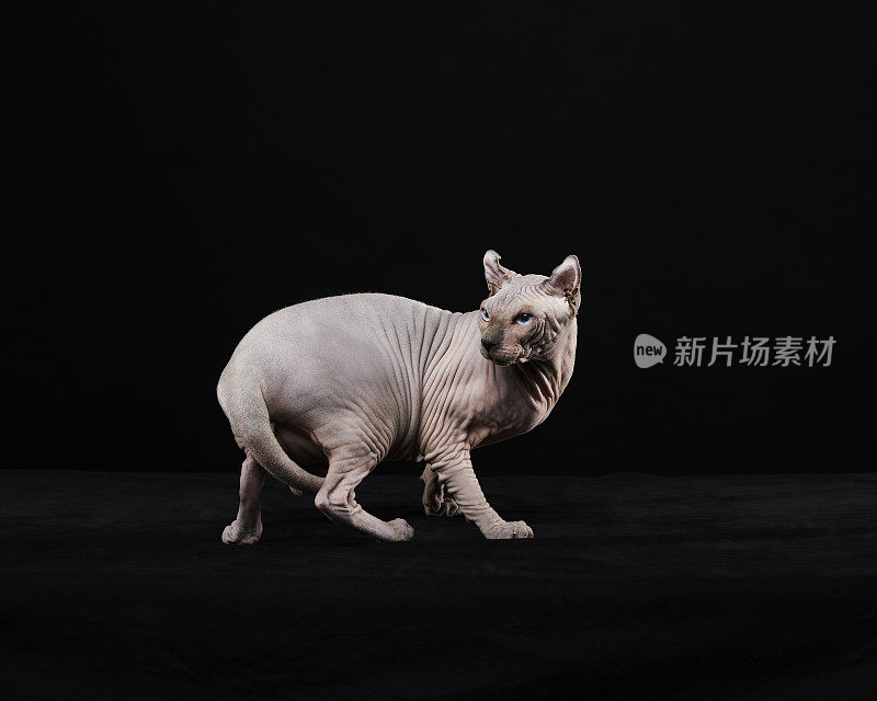 Sphynx猫