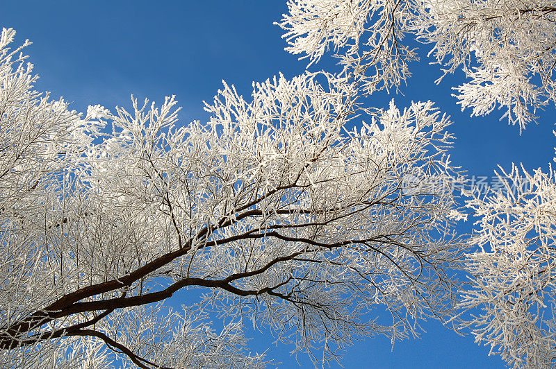 雪柳树(德国)