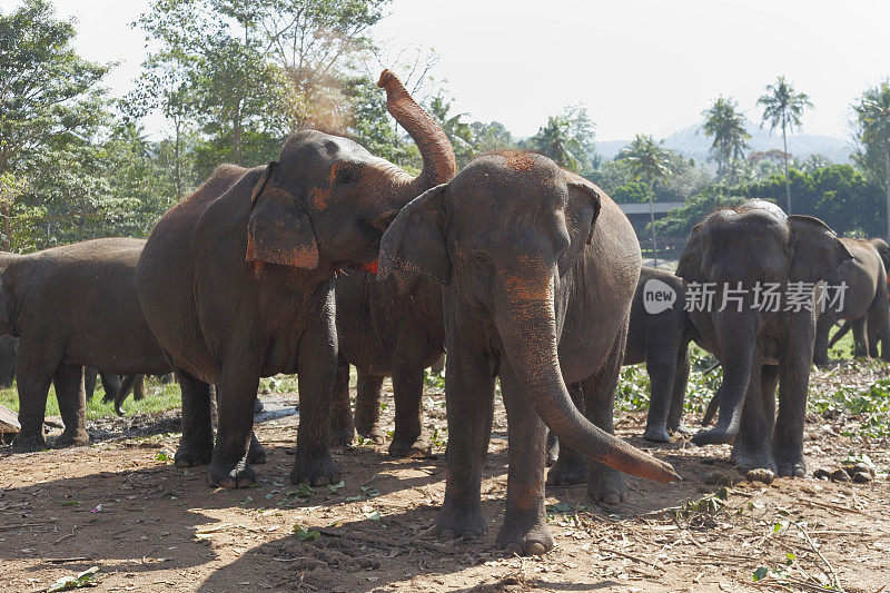 行走在斯里兰卡丛林中的孤儿院大象家庭