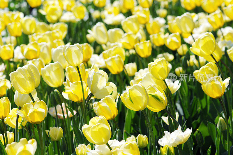 花圃的郁金香