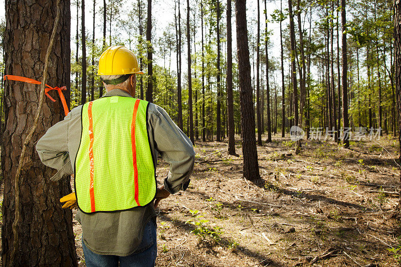 建筑:林务员或建筑者用橙色丝带标记树木。