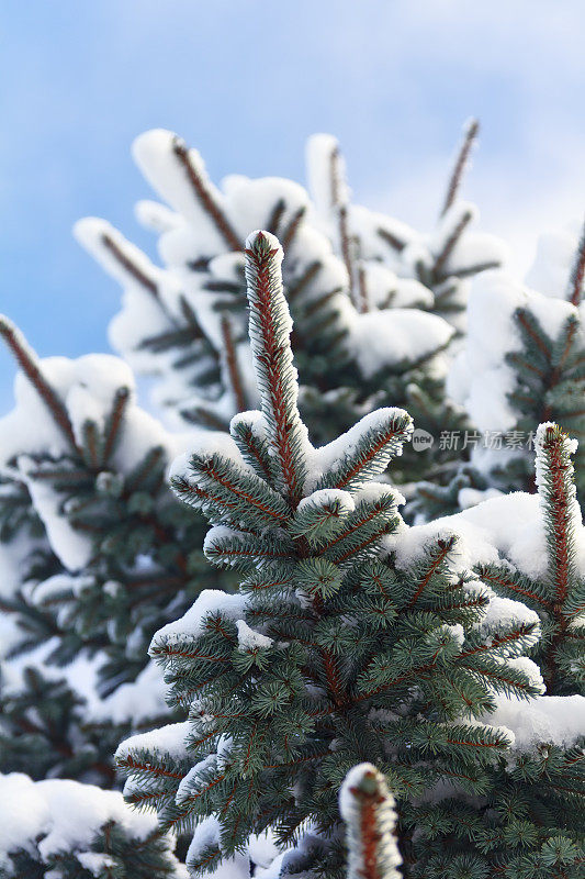 雪云杉枝