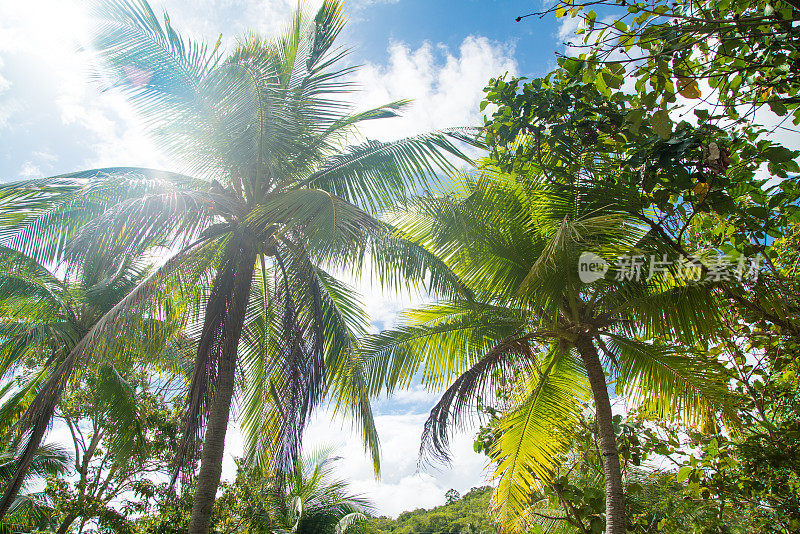 蓝天映衬下的棕榈树