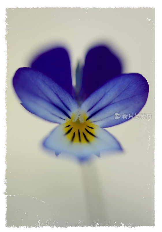 蓝色紫罗兰花与白色边框效果