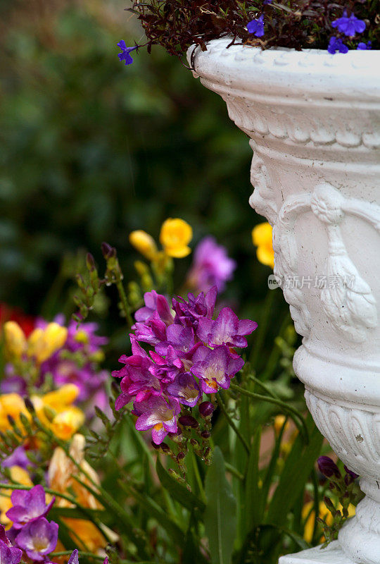 五彩缤纷的花园鲜花和优雅的白色花盆雨后阵雨