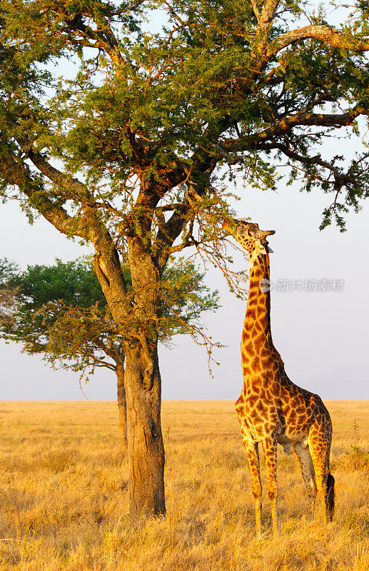 非洲坦桑尼亚塞伦盖蒂国家公园，长颈鹿在金合欢树上吃草