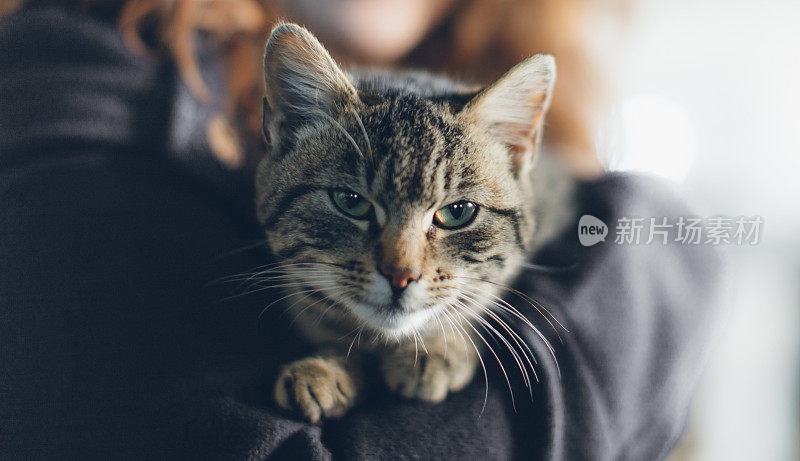 女学生玩猫