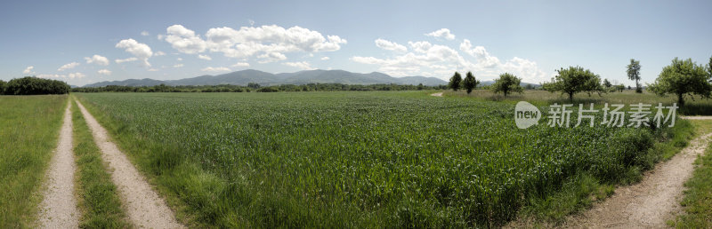 夏日的黑森林和田野全景