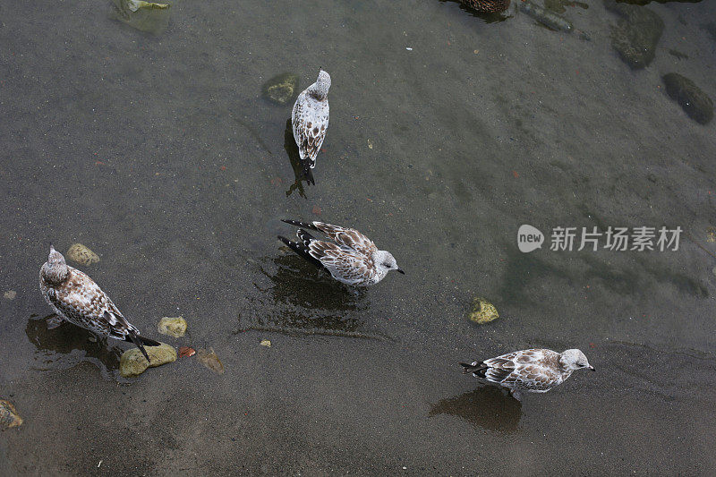 四只鸟在安大略湖，多伦多，加拿大