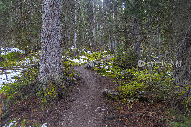 加拿大露易丝湖附近森林里的小路