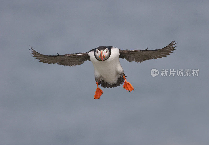 大西洋海雀飞