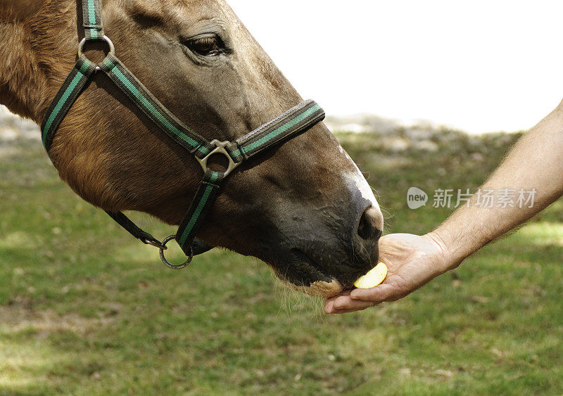 喂马和苹果