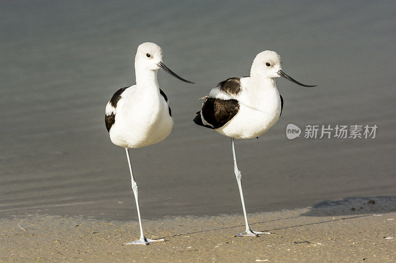 在水边的一对漂亮的美国Avocets