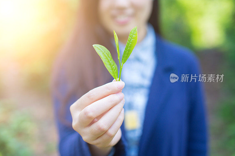 新鲜的绿茶