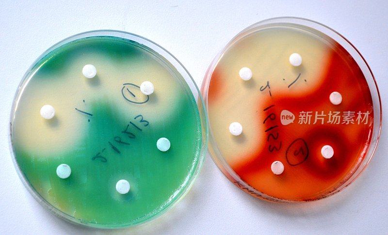 假单胞菌和沙雷氏菌，五颜六色的细菌。