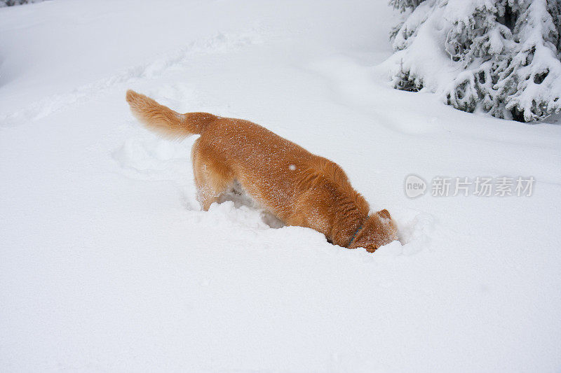 金毛猎犬挖