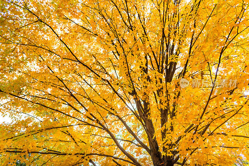 公园里的一棵秋天的树