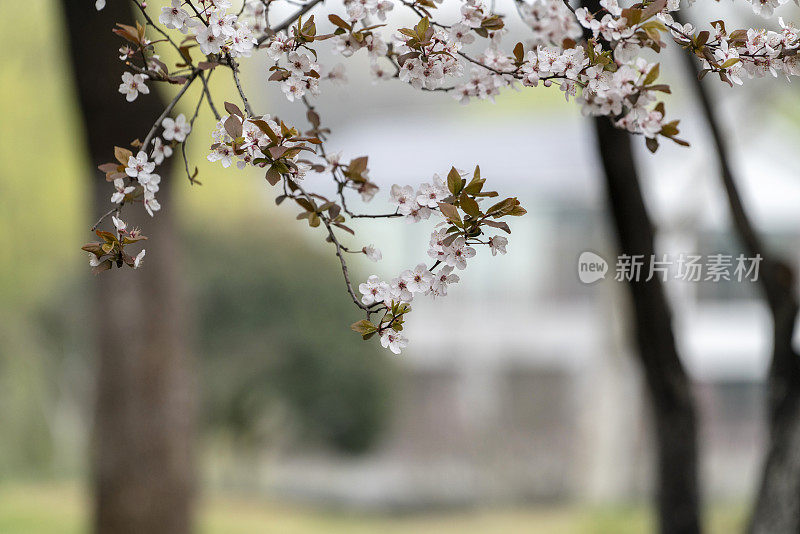 杏花枝上