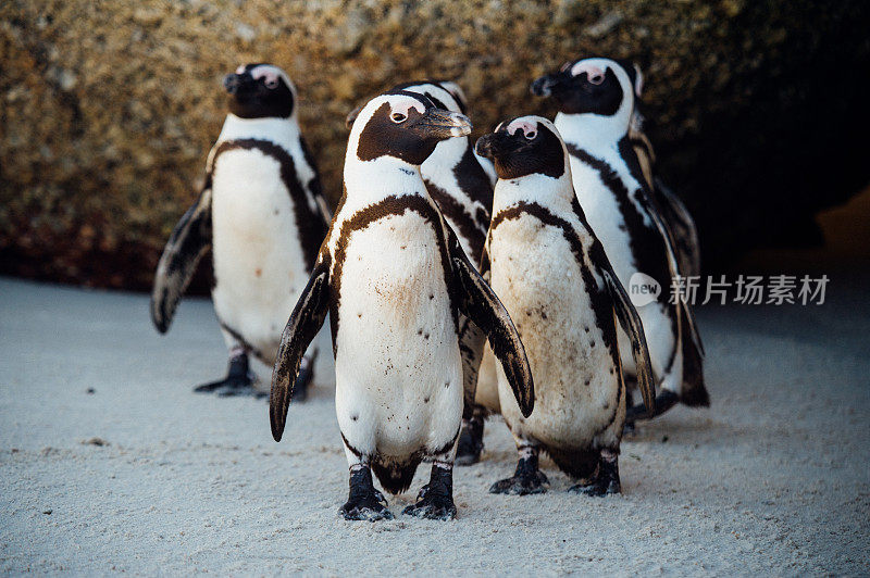 海滩上的企鹅