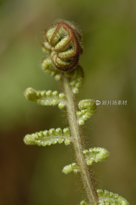 年轻的蕨类植物